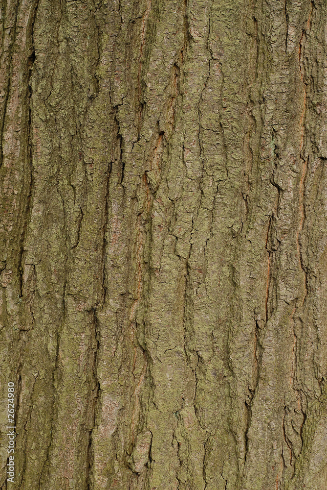 rind of a tree rind of a tree