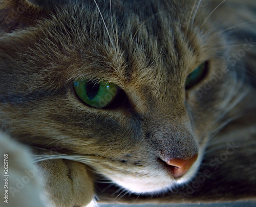 cunning cat