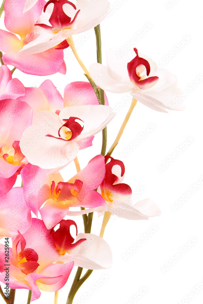 Fototapeta premium pink orchid