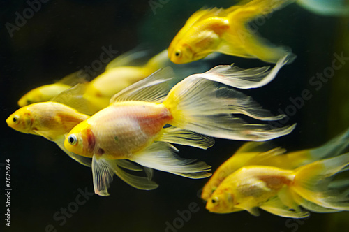 goldfish photo