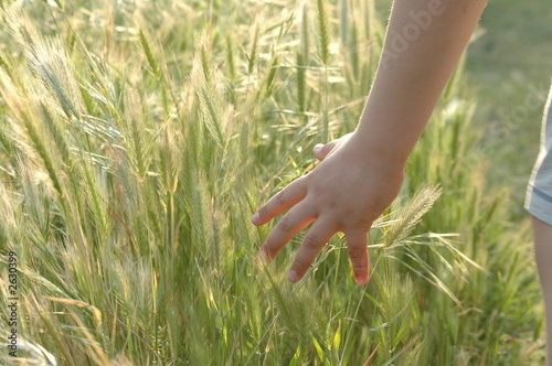 hand into grain