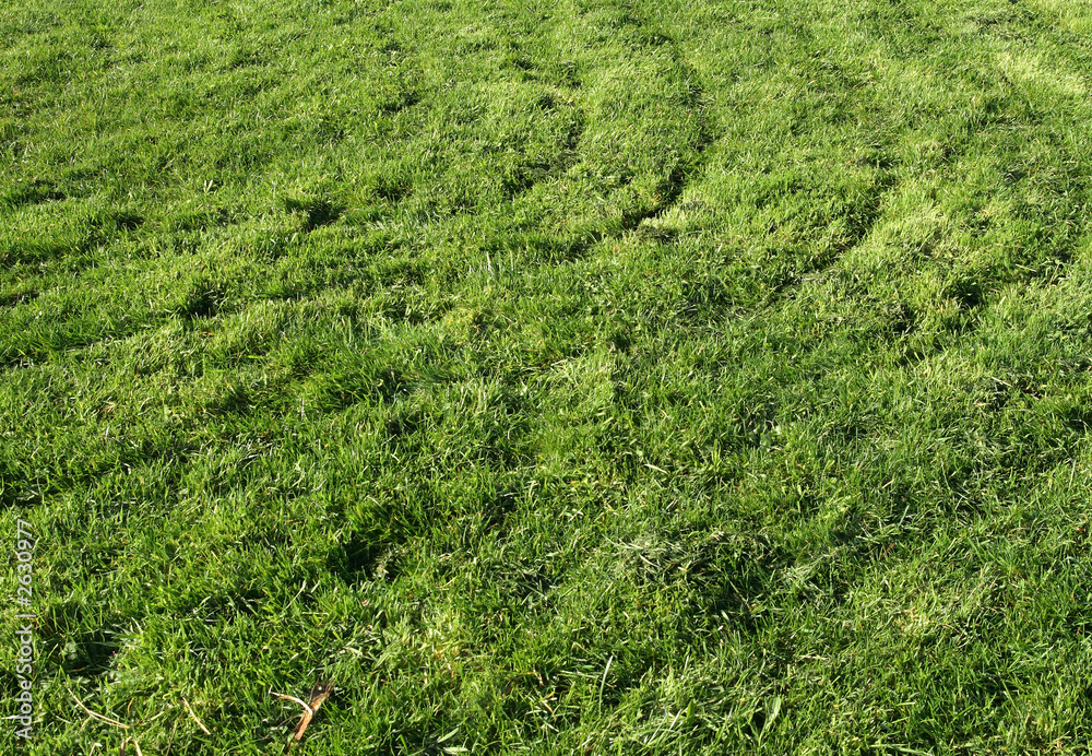 cut lines in green grass.