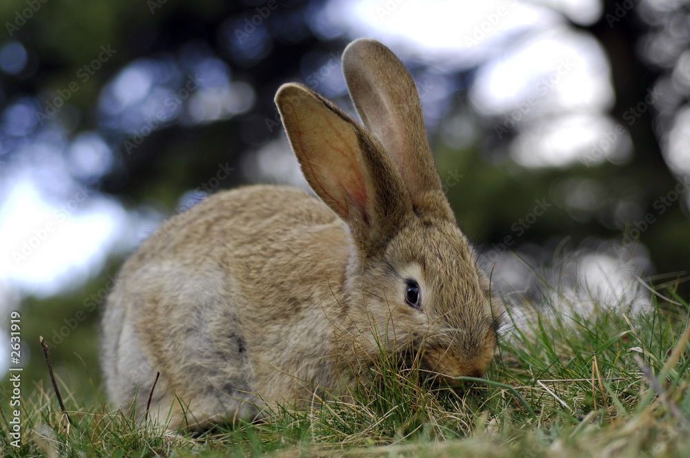 Fototapeta premium rabbit