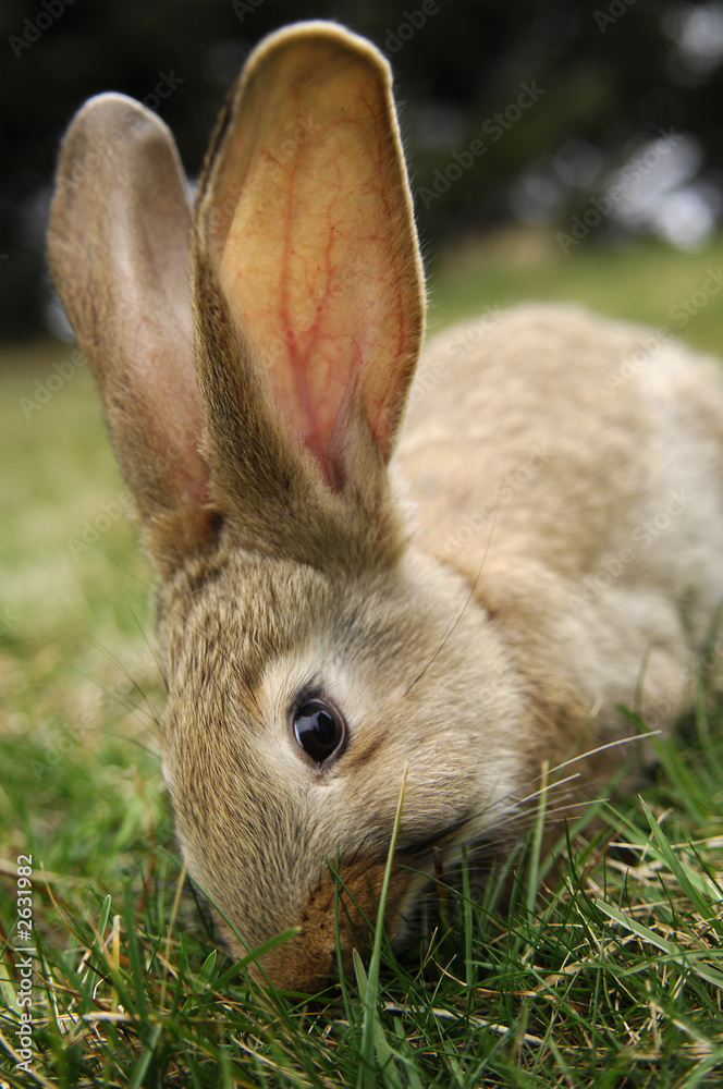 Obraz premium rabbit