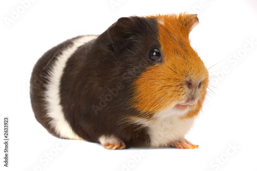 portrait of a guinea-pig
