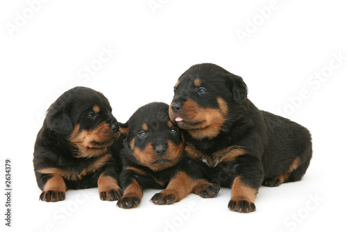 baby rottweilers