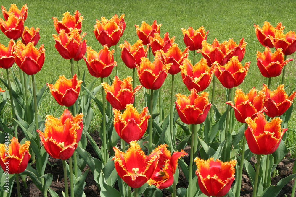 Obraz premium red tulips in the park.