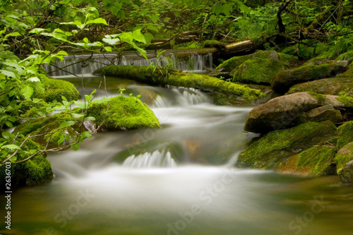 rivière en forêt