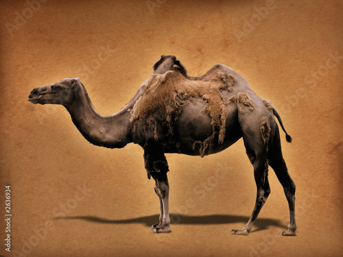 camel on a parchment background