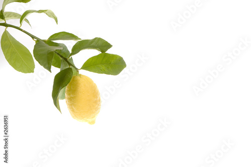 lemon growing on tree