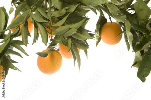 overhanging branch of oranges