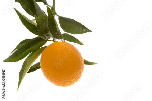 orane hanging in corner of frame photo