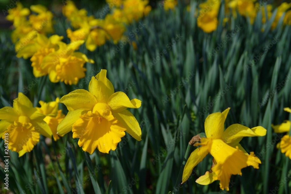Obraz premium jonquilles