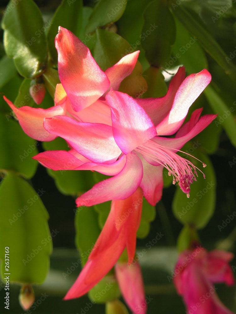 Fototapeta premium amaranthin flowers of 