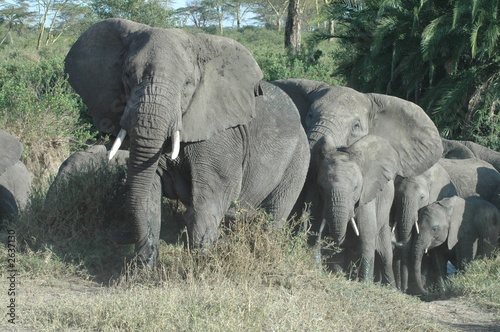 elephant matriarch and family