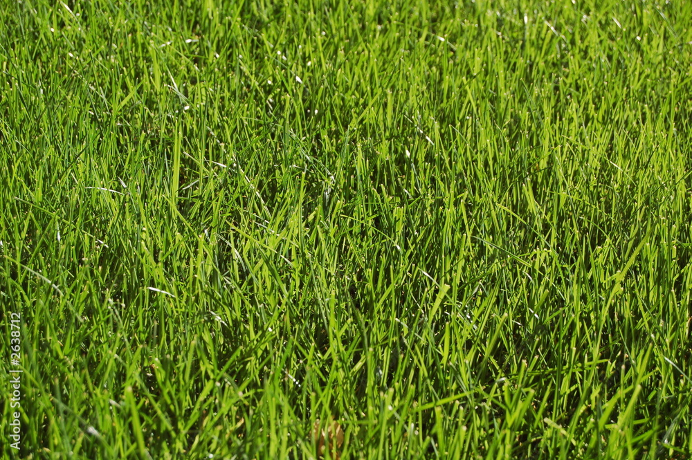 grünes gras grünes gras