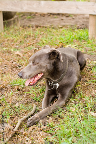 happy dog