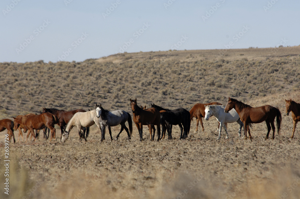 wild horses standing and feeding wild horses standing and feeding