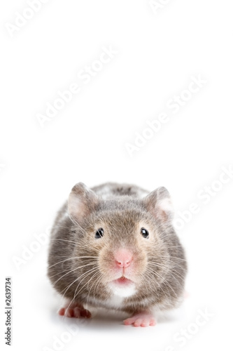 hamster close up