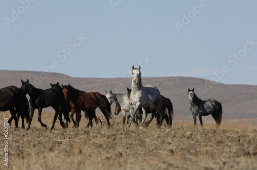 wild horse standing out from the herd