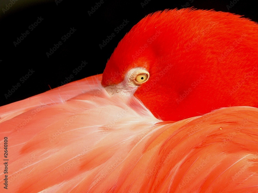 Obraz premium flamingo in orange