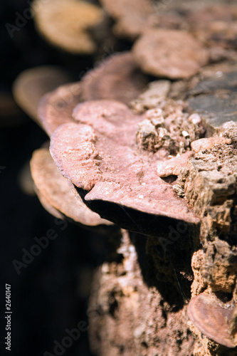 tree fungus