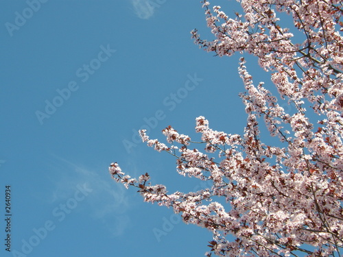 pesco in fiore