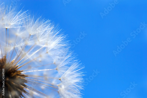 Fototapeta Naklejka Na Ścianę i Meble -  dandelion on a background of the blue sky
