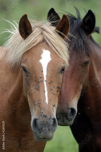 heads of two horses