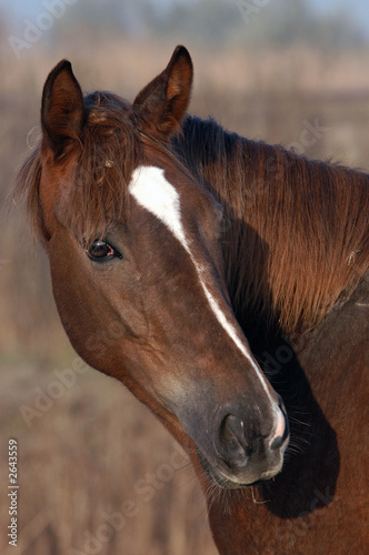 head of a horse
