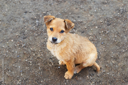 stray puppy