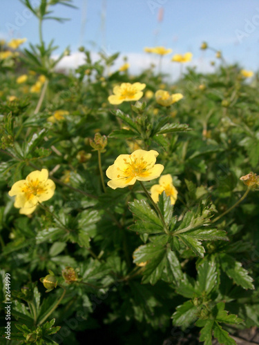 cinquefoil