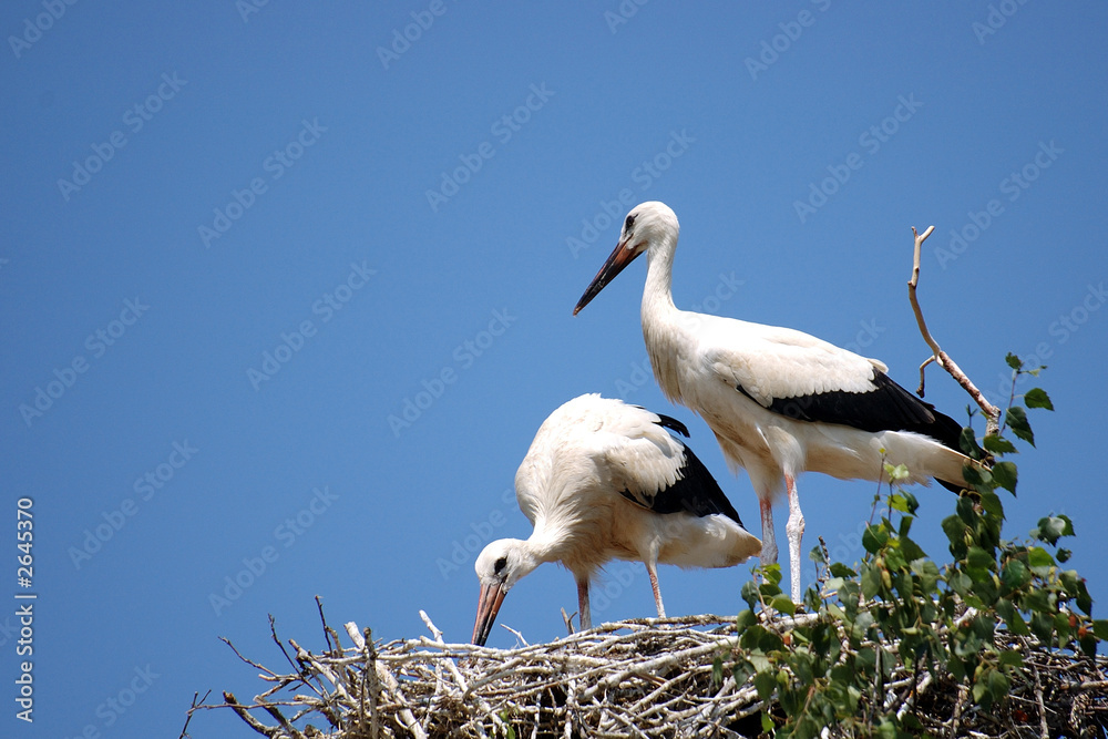 cigogne blanche cigogne blanche