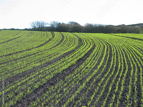 field of crops
