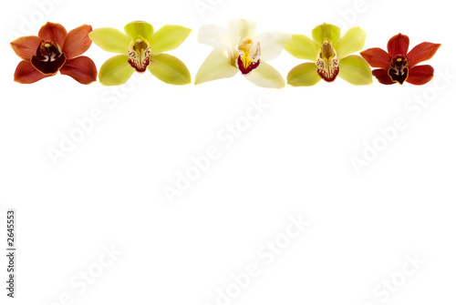orchid border