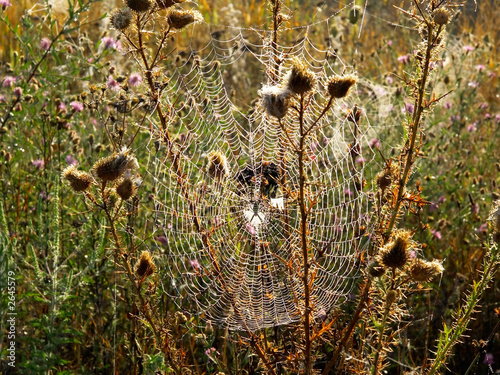 web in the autumn