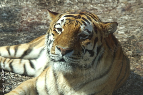 tiger