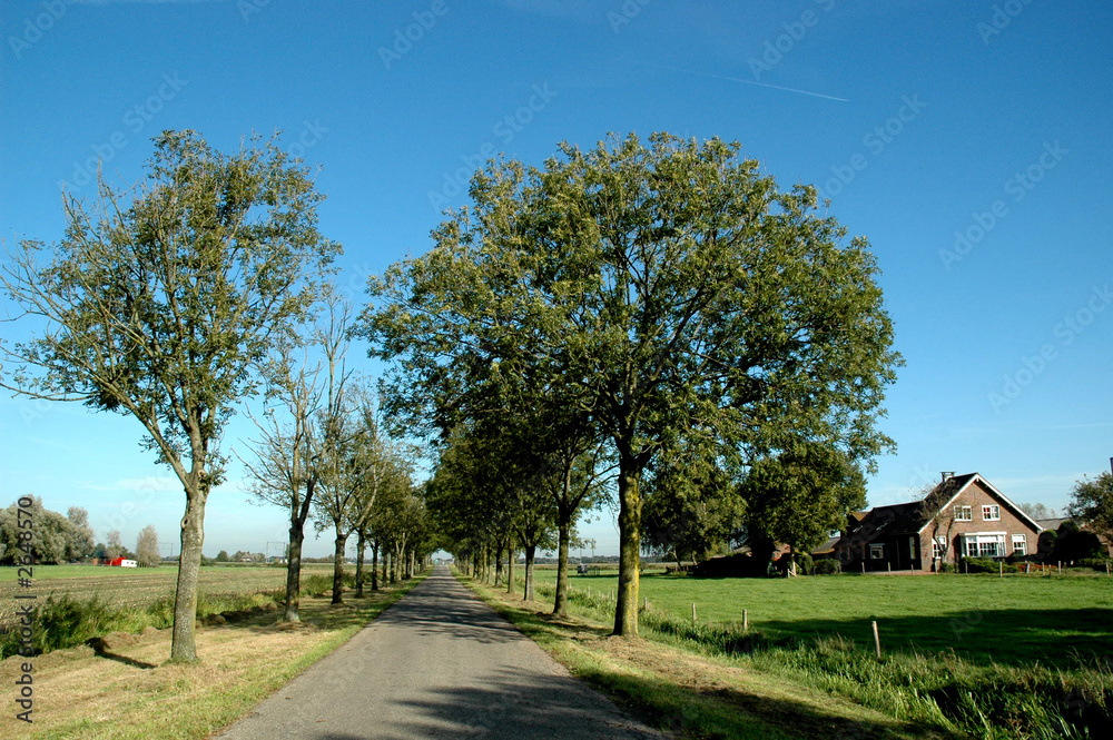 Obraz premium lane with trees