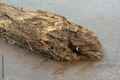 frozen log photo