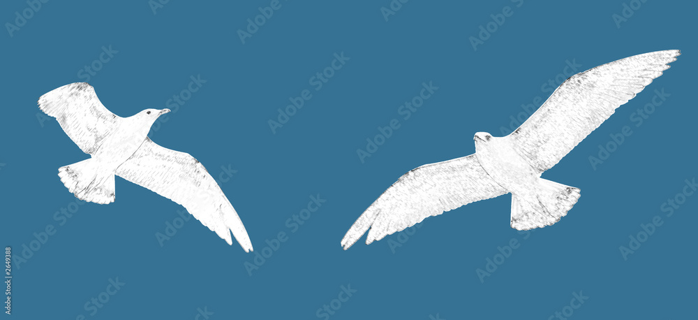 seagulls illustration seagulls illustration