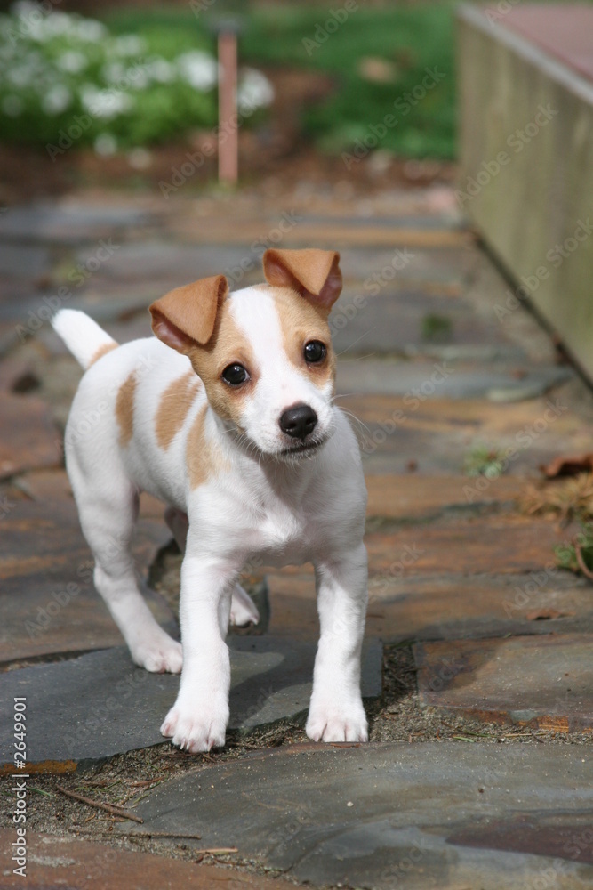 puppy parade