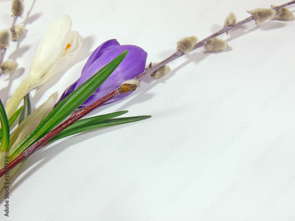 Fototapeta premium crockus and catkin spring