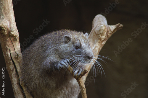desmarest's hutia