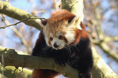 red panda