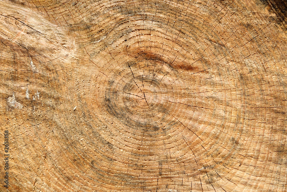 Naklejka premium a large sawn log with lots of wood rings.