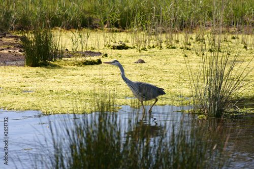 a heron looking for fish. viewed from a hide  isle