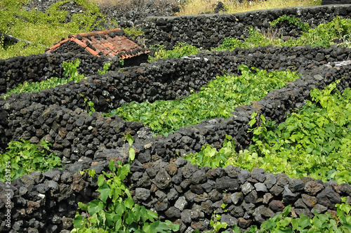 typical azores vinyard