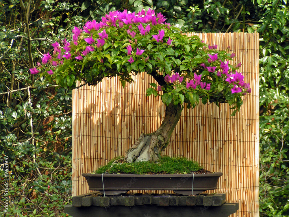 Bilder mit Rahmen mit dem Motiv Bougainvillea-Bonsai mit roten Blten |  Nikkel Art