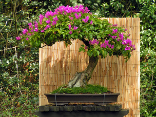 Acrylglasbilder Bonsai Bougainvillea-Bonsai mit roten Blüten  © Christy Nicholas
