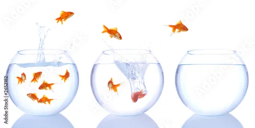 Obraz goldfish splash